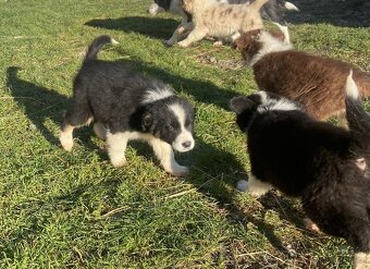 Štěňata border kolie - 7