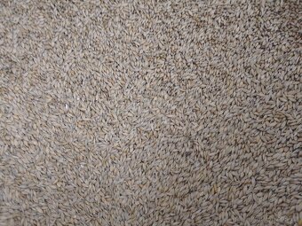 Kukurice mais kukuřici psenice jacmen majs - 7