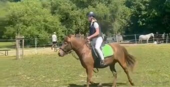 Scháním pronájem koně - 7