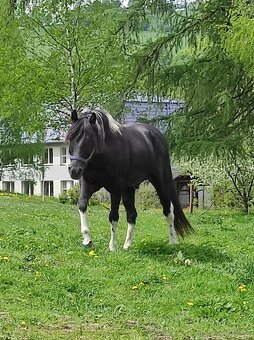 Valach 50%QH x APH - 7