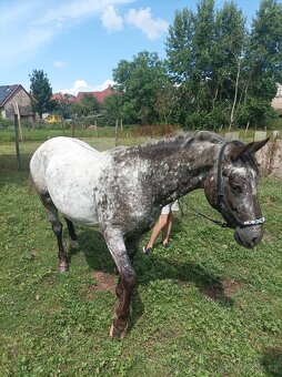 Prodám - 7
