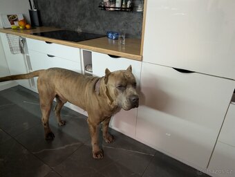 Americky Bandog daruji - 7