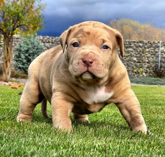 American Bully XL XXL - 7