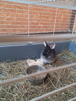 Zakrslí králíčci - mláďátka - 7