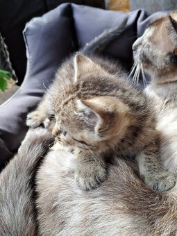 Daruji do dobrých rukou mourovatá koťata - 7