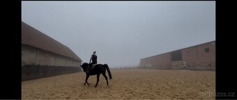 Prodám 8 mi letou kobylu - 7