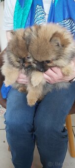 Pomeranian - 7