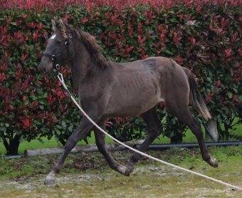 Puro Sangue Lusitano - roční hřebeček po Miura de Cais - 7
