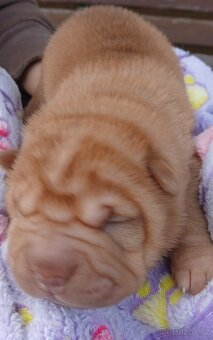 Sharpei,šarpej s PP stěně - 7