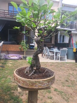 Bonsai,Bonsaj Olše - 7