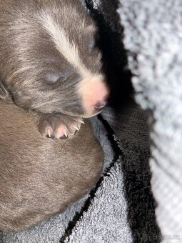 Americký stafordšírský teriér – štěňátka k odběru - 7