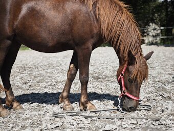 Pony s předpoklady do sportu - 7