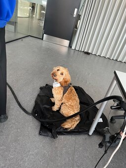 Krytí pudl cockapoo/cockerdoodle - 7