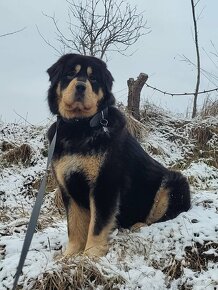 TIBETSKA DOGA ŠTĚŇÁTKA S PP - 7