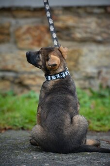 Německý ovčák s PP - 7