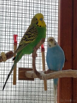 Andulka vlnkovaná - 7