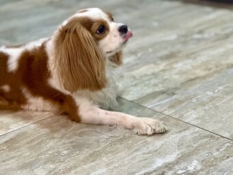 Prodám fenku king charles spanel - 7