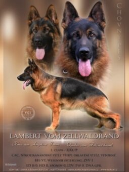 Německý ovčák- krásná štěňátka s PP typ Rex - 7