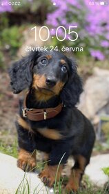Jezevčík dlouhosrstý - 7