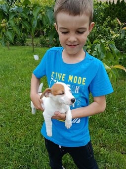 Štěňátka Jack Russell teriér - 7