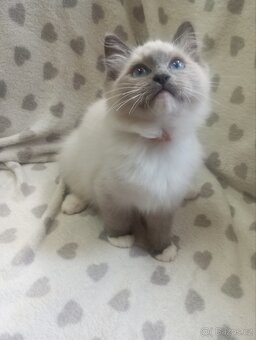 🐾 Čistokrevná Ragdoll koťátka s PP – ihned k odběru 🐾 - 7
