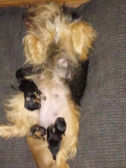 Štěňátka křížence..Mops York Krysařík jsou naši předci 🙂 - 7