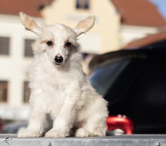 Čínský chocholatý pes - 7