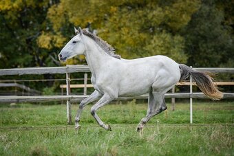 Perspektivní Lusitano klisna - 7