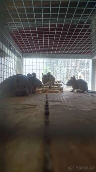 Osmák Degu - letošní mláďata - 7