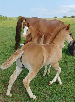 Quarter horse hřebeček - 7