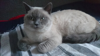 Britský kocour ke krytí - 7