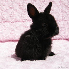 Zakrslý krátkouchý králíček , malinká černá samička . - 7