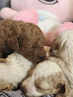 Cavapoo pudl kavalír - 7