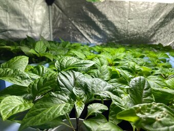 Kompletní growbox 150 pro předpěst - 7