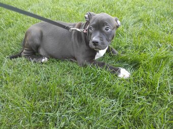 J&K bullys "ponúkame na predaj American bully XL - 7