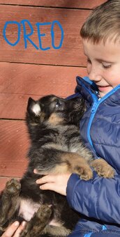 Německý ovčák-štěňata - 7