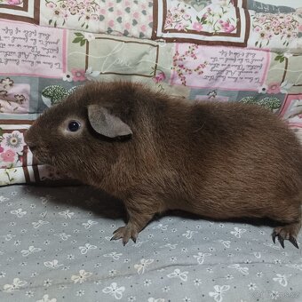 Morče, morčátko - 7