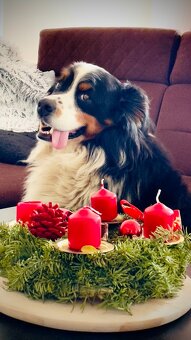 Hiro - Bernský salašnický × australský ovčák - DARUJI - 7