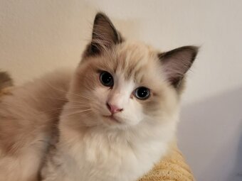 Ragdoll koťata s PP - 7