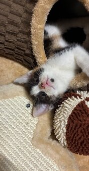 Polo-britská koťátka - 7