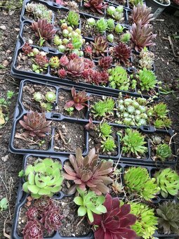 Sazenice trvalek a keřů k výsadbě - 7