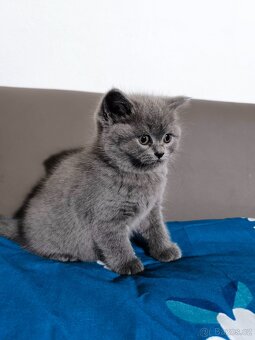 Britská Modrá koťátka - 7