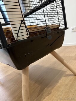 🐹 Nabízím morče do dobrých rukou 🐹 - 7