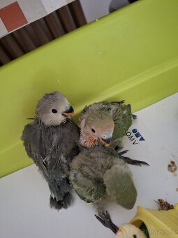 Agapornis růzohrdlý ochočený ručně dokrmený - 7