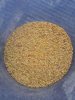 Srotovnik na obili - 7