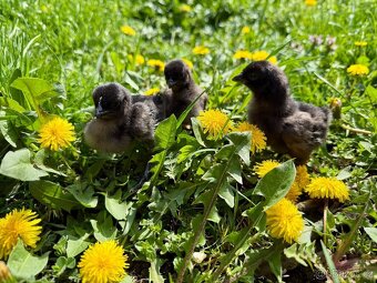 Ayam Cemani - násadová vejce-kuřátka Cemanská slepice NV - 7