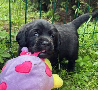 REZERVACE Labradorský Retriever s PP - 7