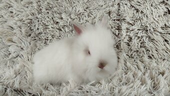 Zakrslý beránek, králíček, králík - HERBERT A HEIDY - 7