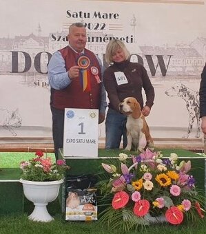 Bigel, bigl, beagle s PP /FCI/ - 7