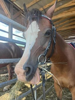 Welsh Pony B - 7